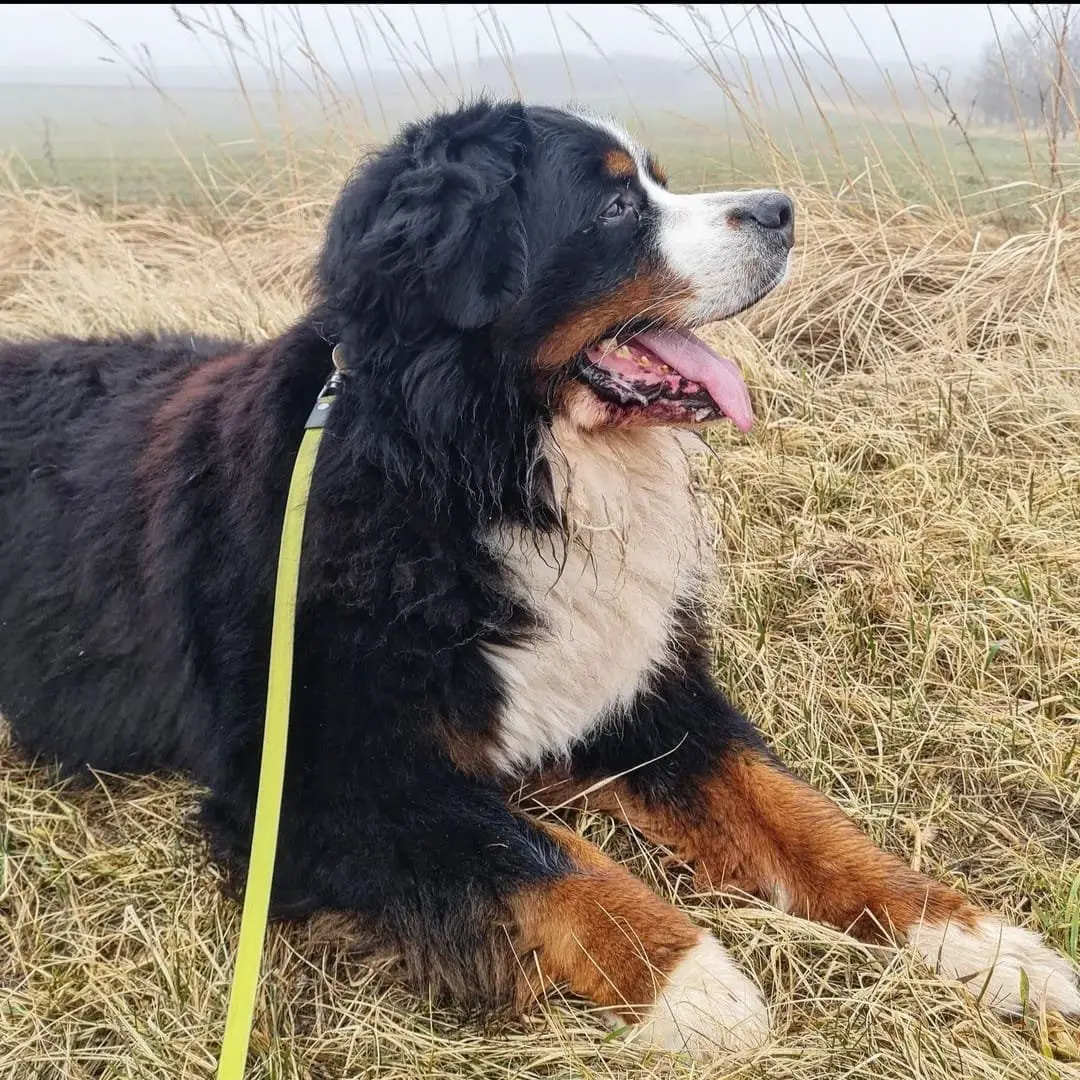 Berner Sennenhund hviler i græs på marken