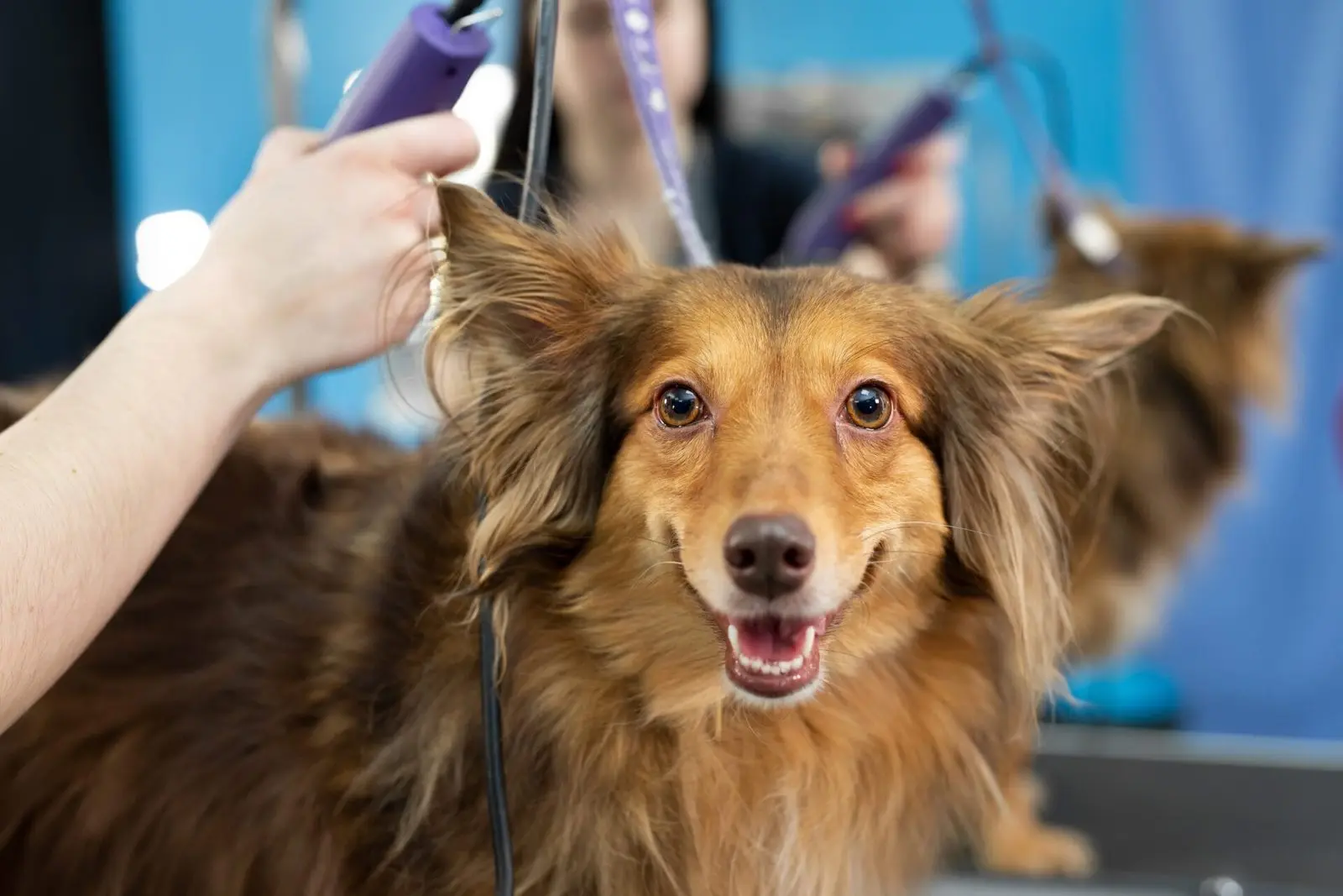 Glad hund bliver klippet hos hundefrisør
