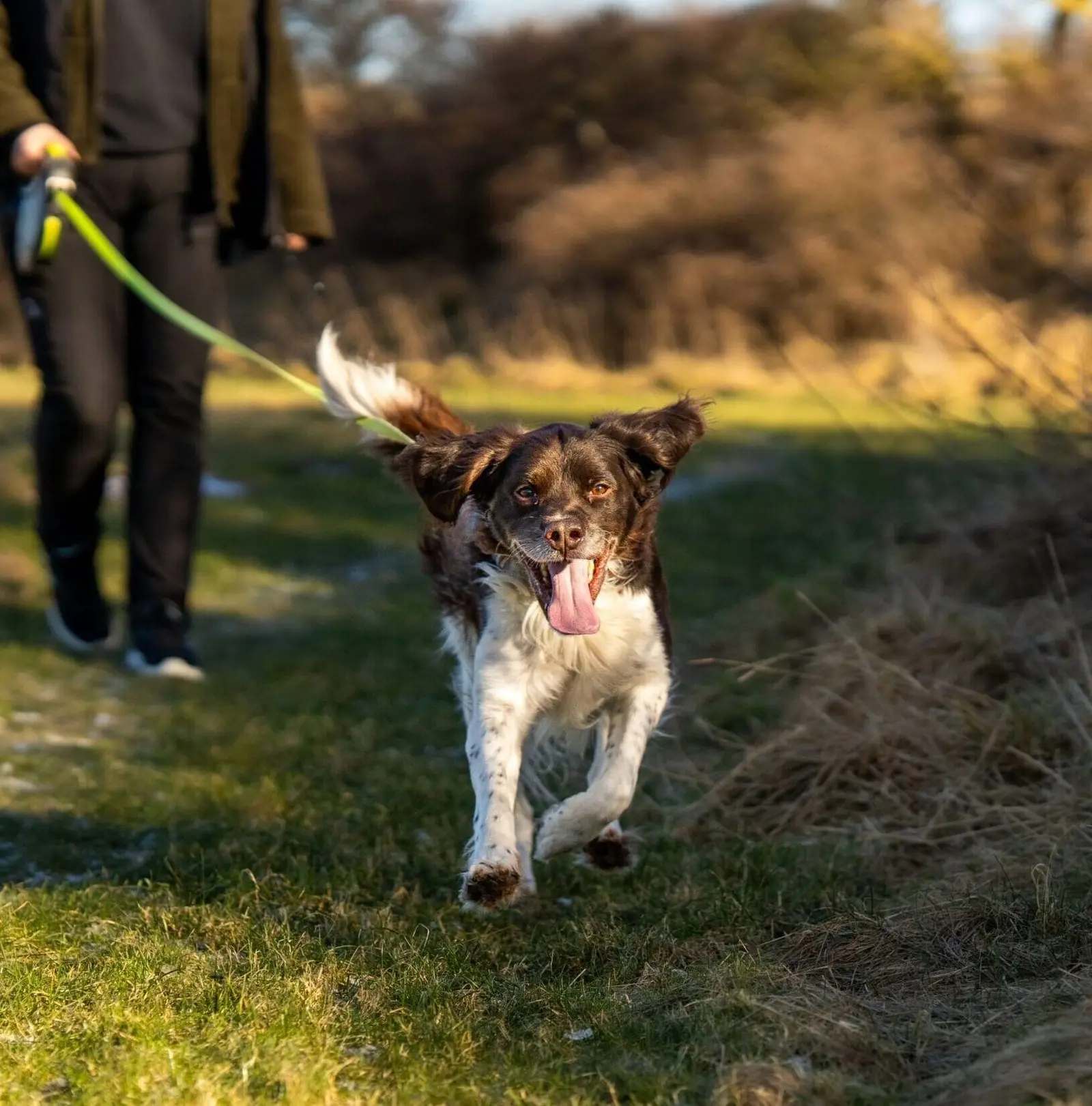 Glad hund løber på græs med sin ejer