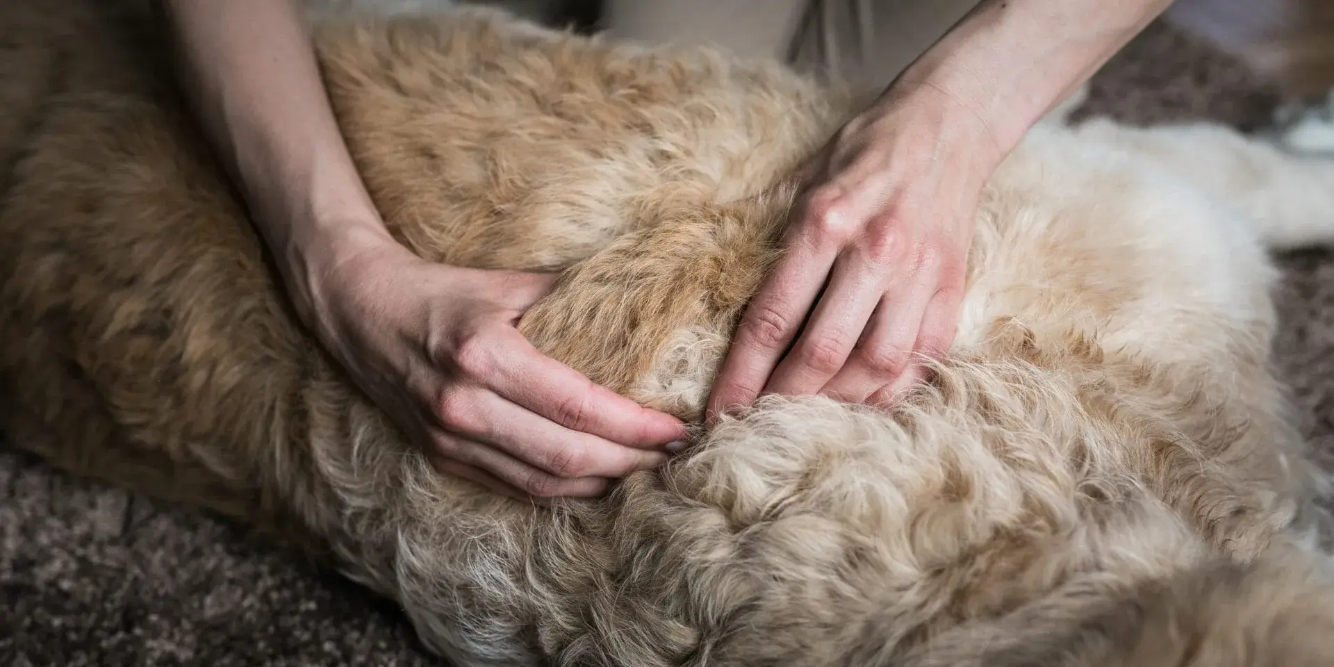 Hænder masserer en hunds pels
