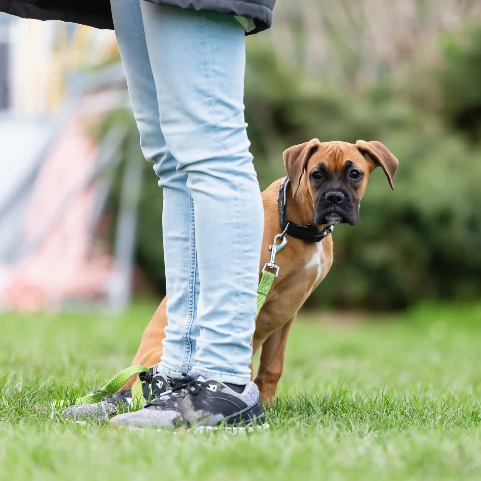 Holdtræning for hunde på græsplænen