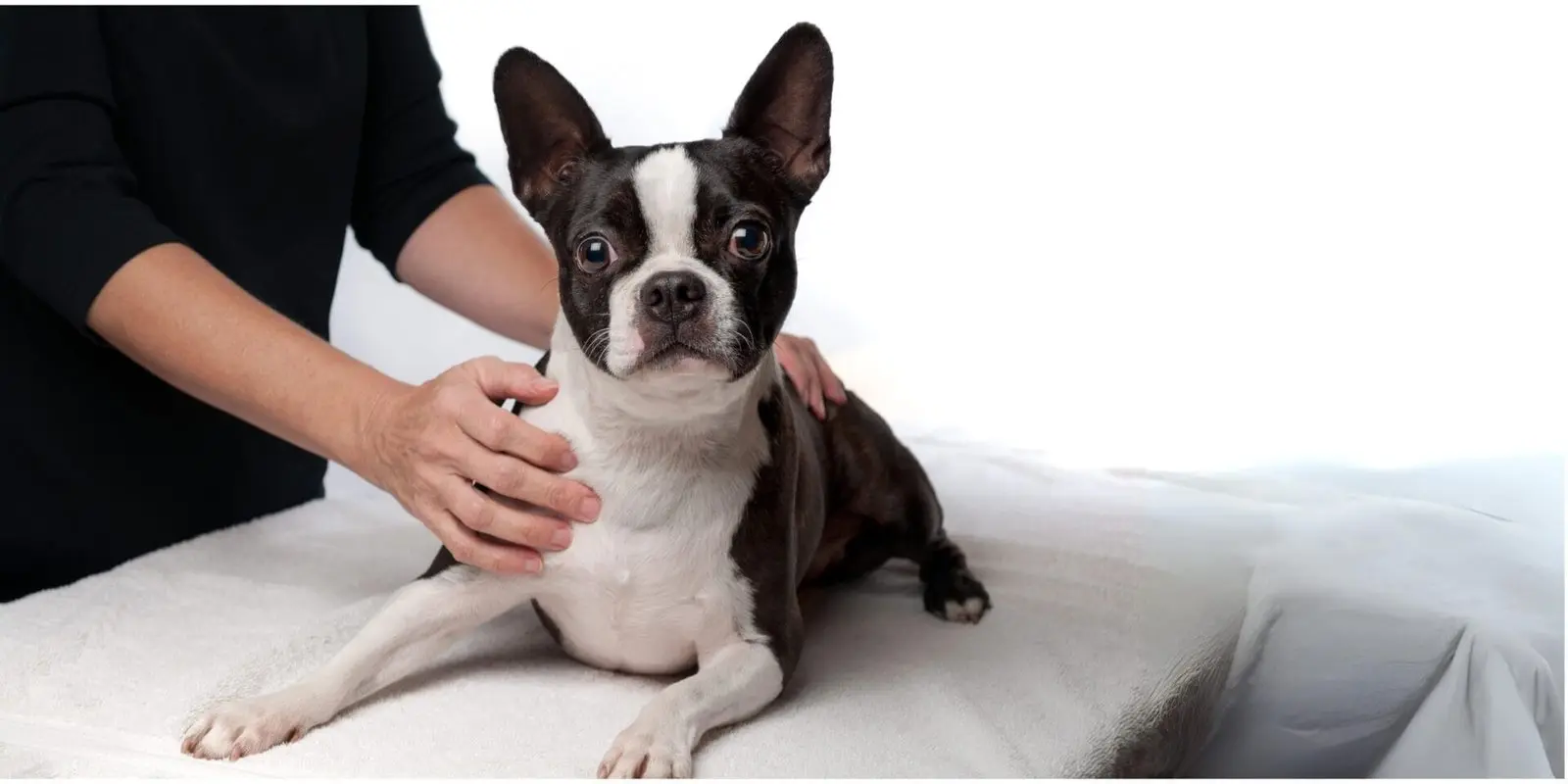 Hund får blid massage hos dyreterapeut