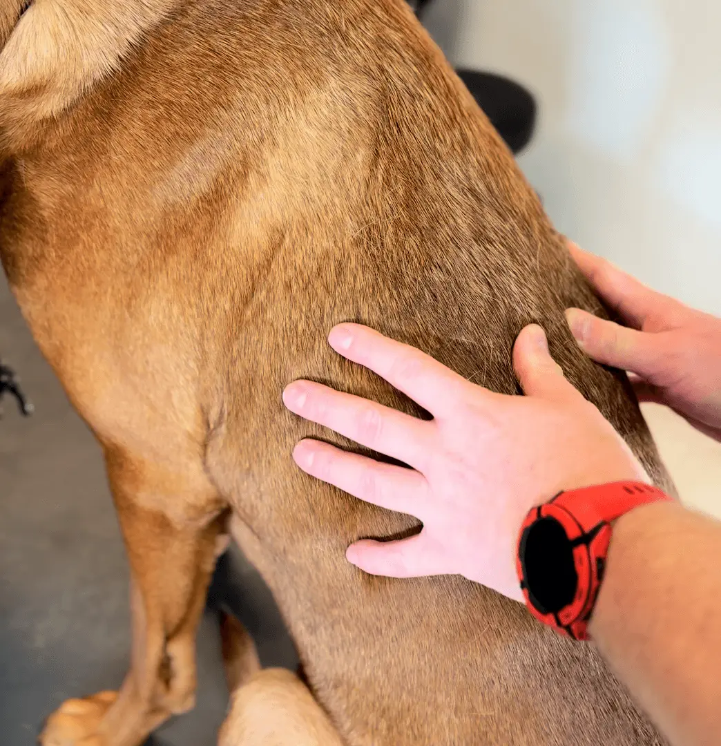 Hund får hundemassage hos Seca's Hundecenter