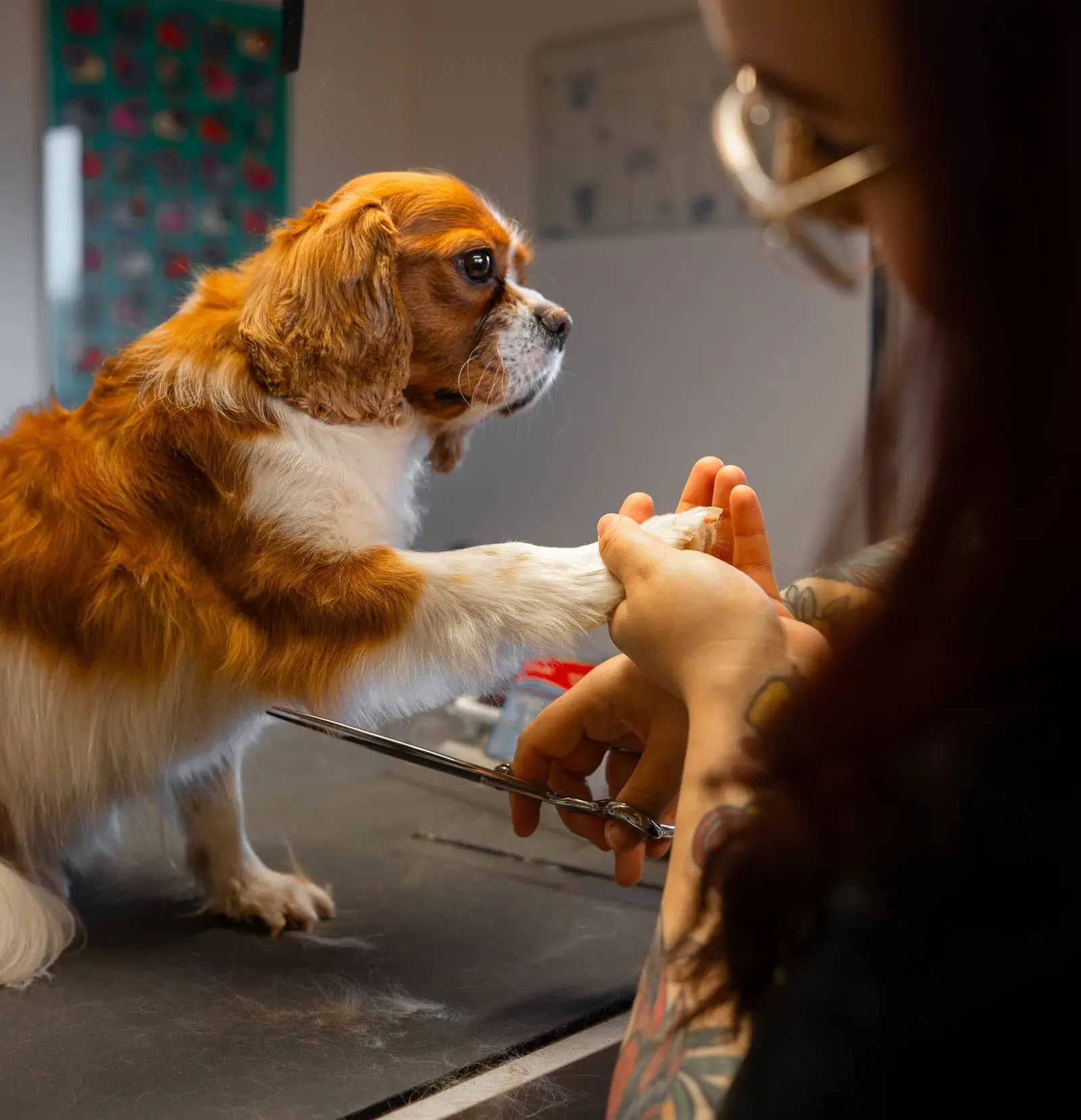 Hund får klippet poter i hundesalonen