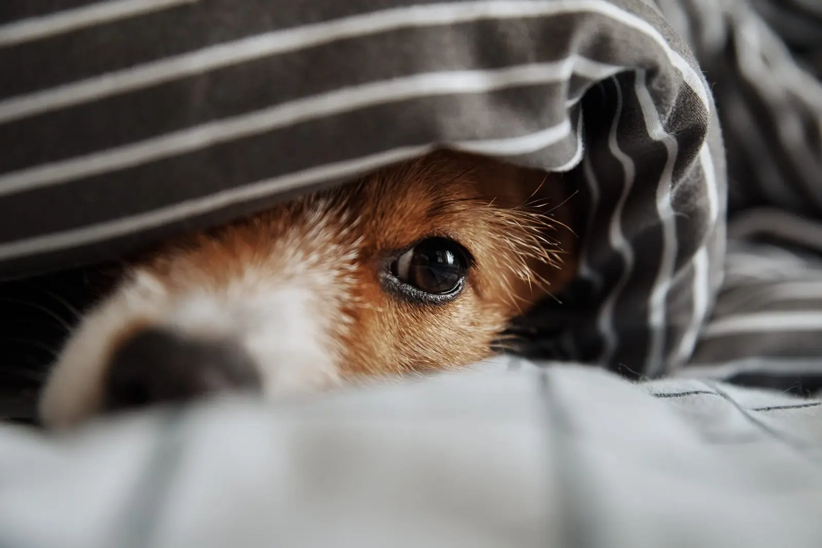 Hund gemmer sig under stribet tæppe