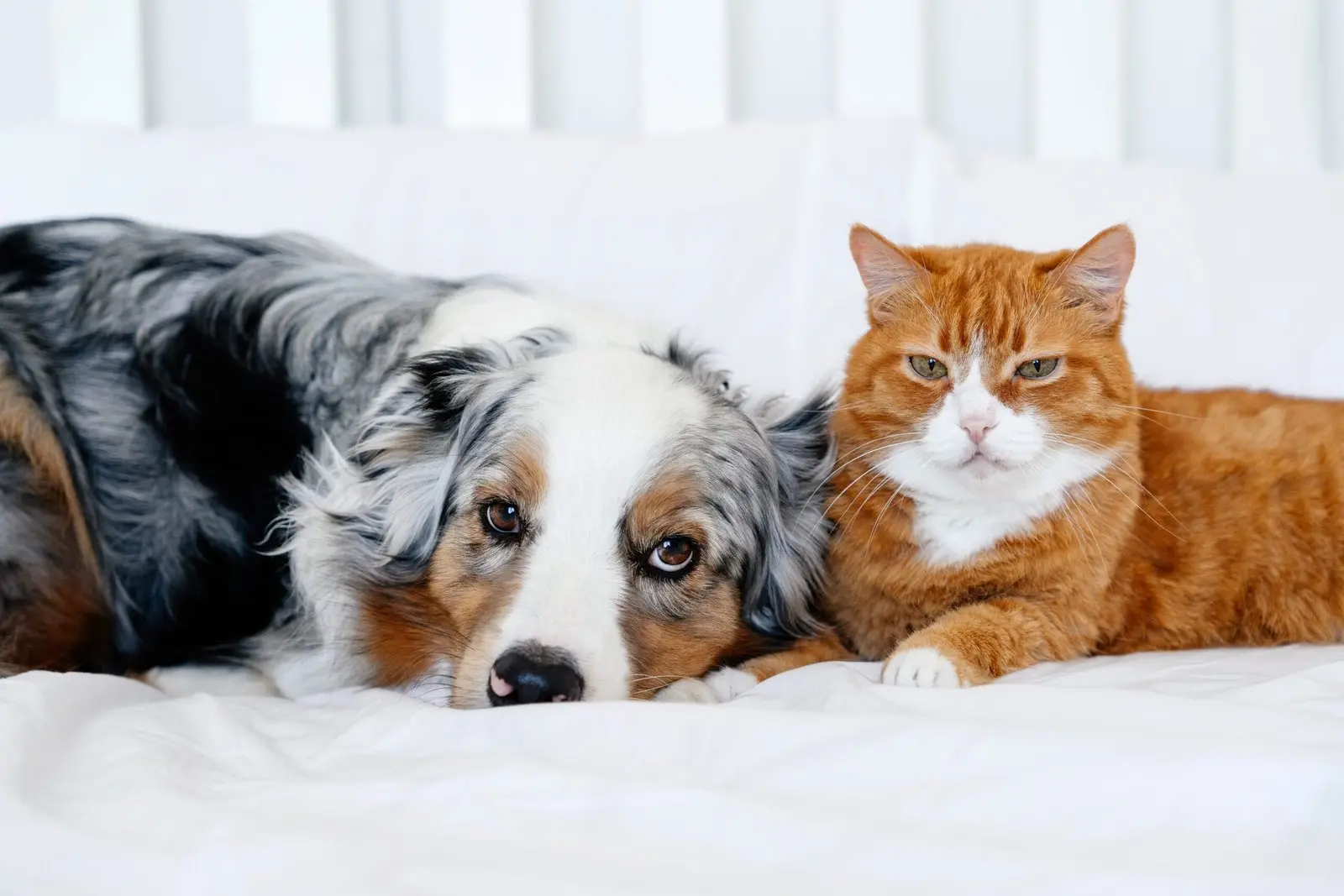 Hund og kat ligger sammen på seng