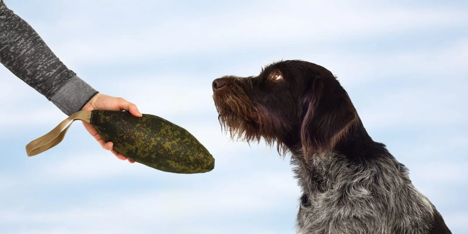 Hund ser på menneske med træningsdummy
