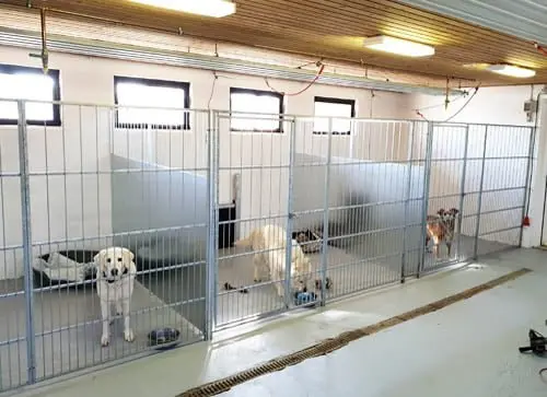 Hundepension med hunde i separate bure