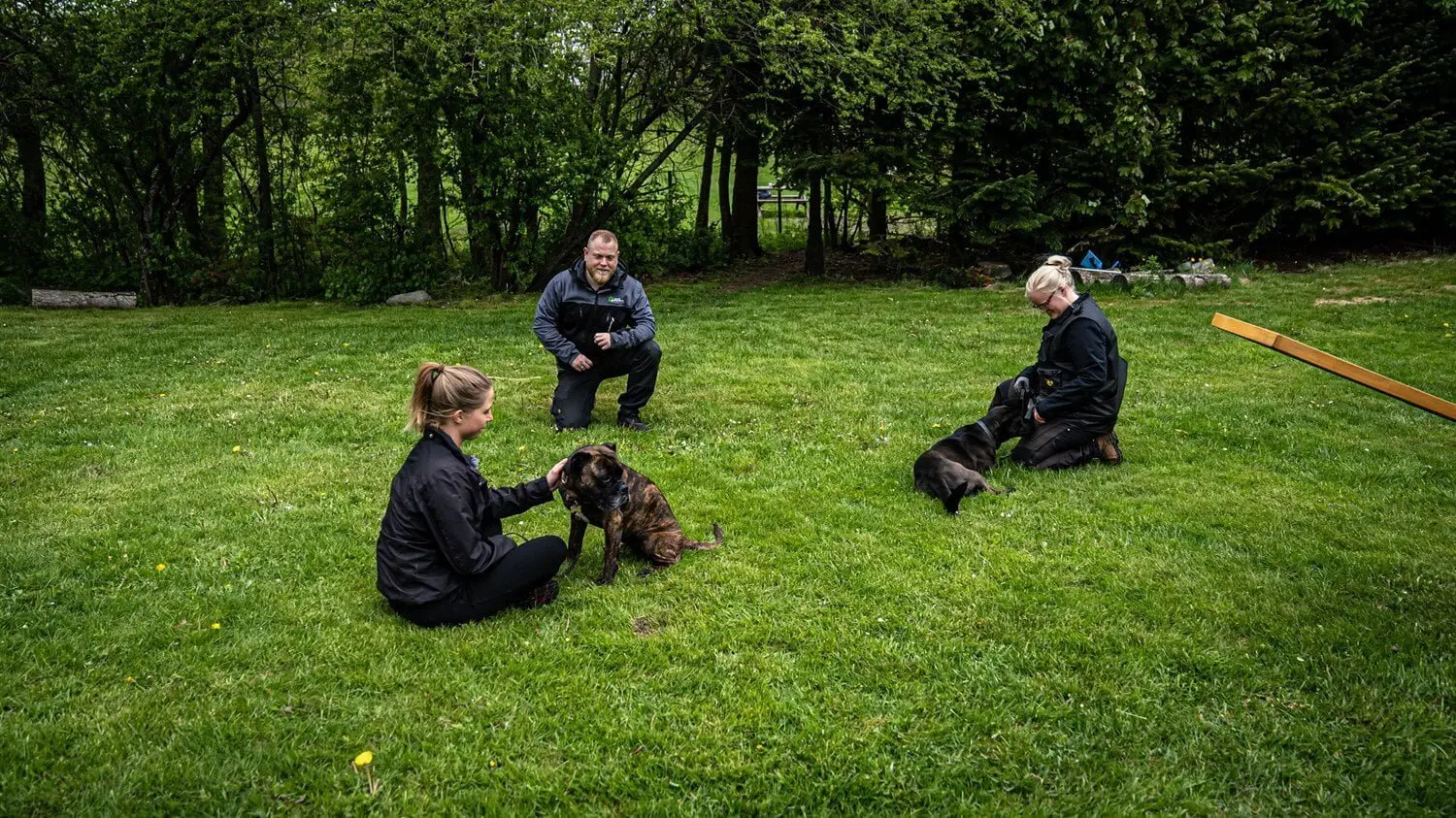 Hundetræning i parken med tre personer og deres hunde