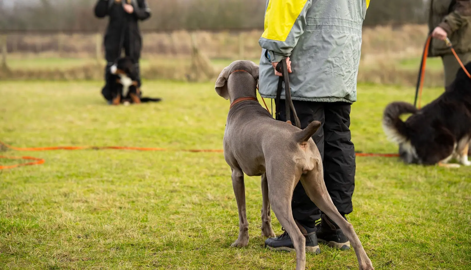 Holdtræning på græs med flere hunde og ejere