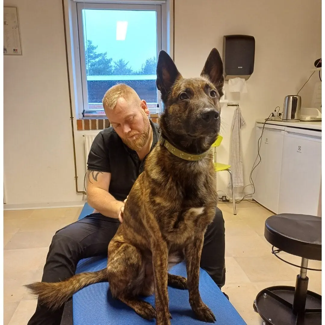 Mand plejer brun hund på klinik