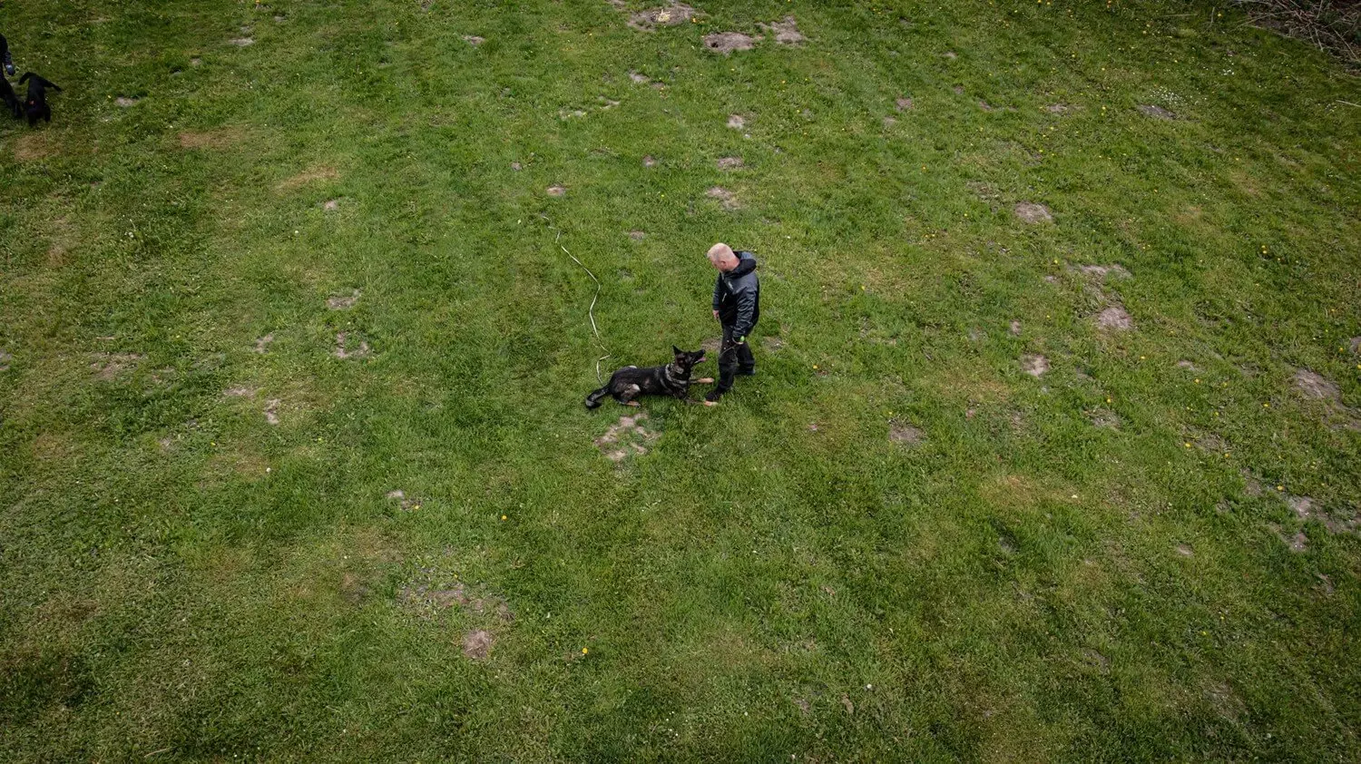 Mand træner sin hund på en grøn græsplæne