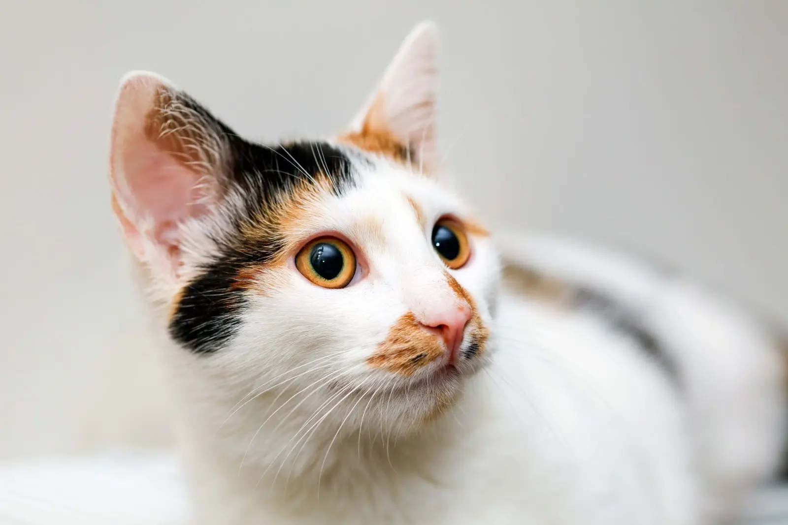 Nærbillede af nysgerrig trefarvet kat