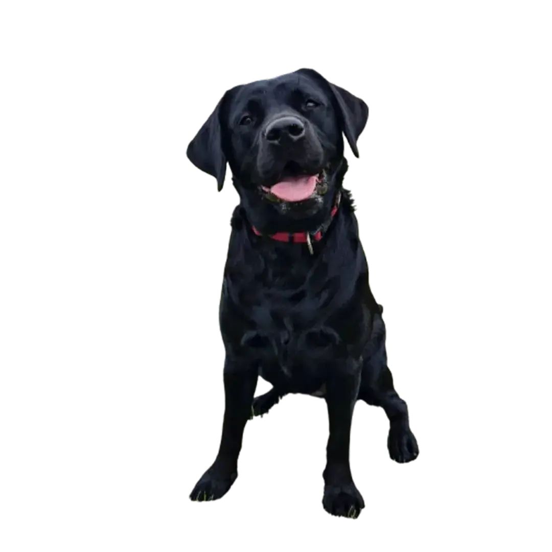 Nysgerrig hund