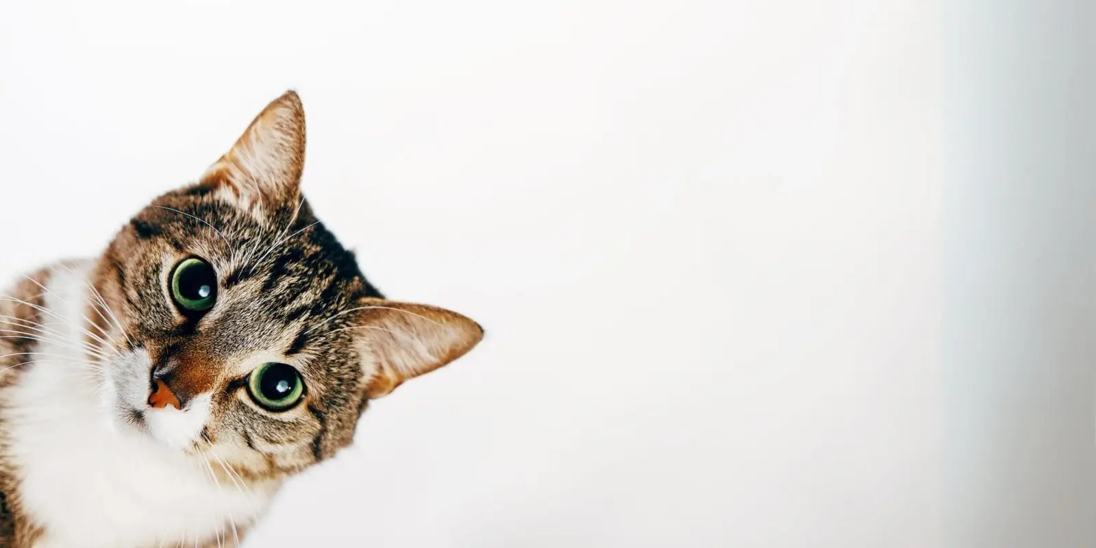 Nysgerrig kat kigger på kameraet