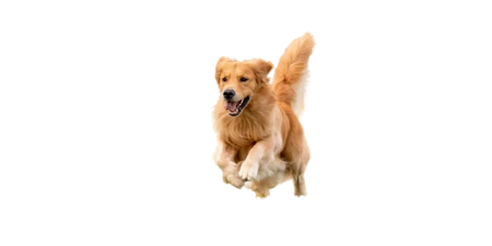 Osteopati hund