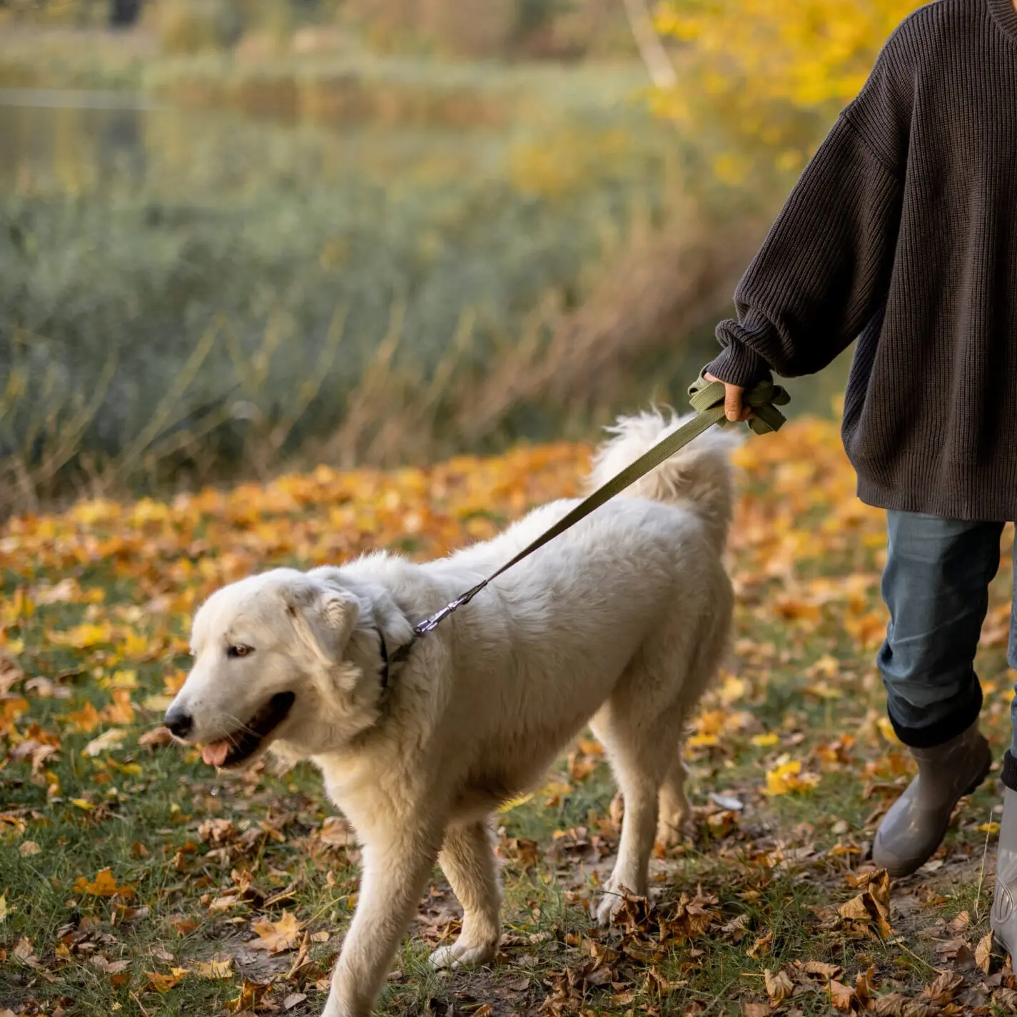 Person går tur med hvid hund i efterårspark