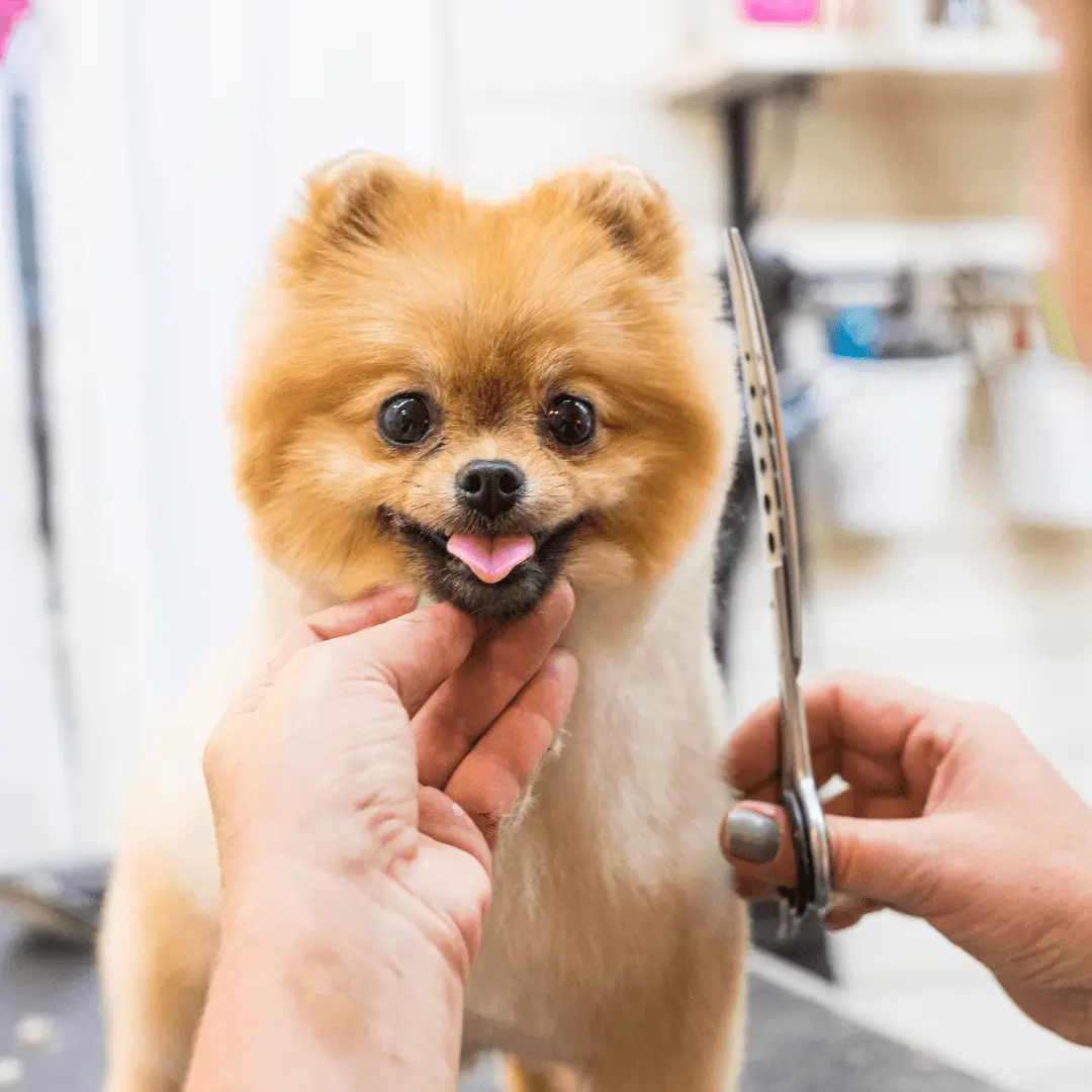 Pomeranian hund får trimning hos hundefrisør