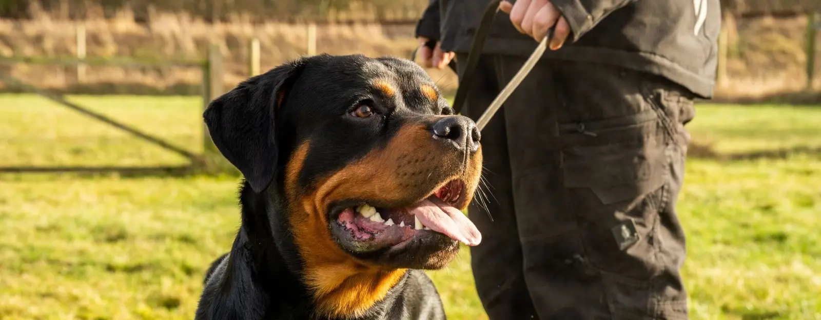 Rottweiler på gåtur med ejer i solskin