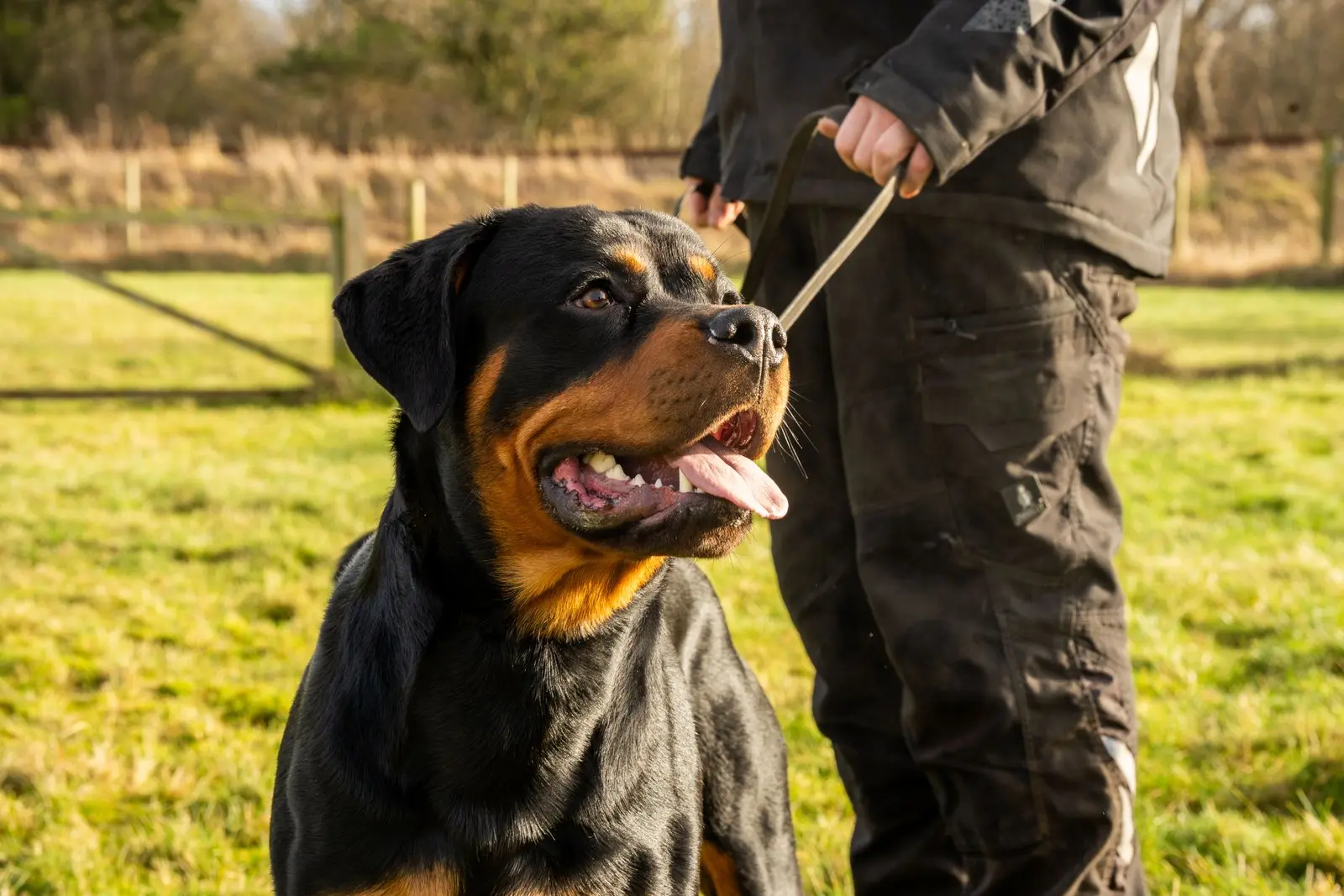 Rottweiler på gåtur med sin ejer
