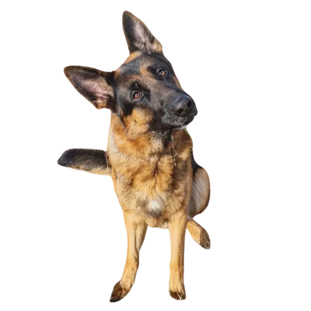 Træning hund