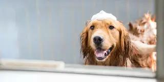Glad hund bliver badet med sæbe