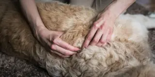 Hænder masserer en hunds pels