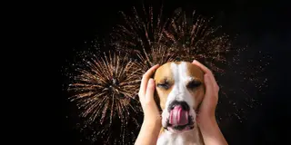 Hund beskyttes mod fyrværkeri på nattehimlen