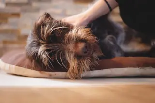Hund bliver kælet på en pude