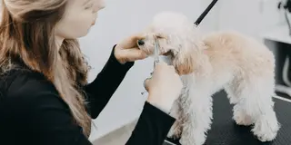 Hund bliver trimmet hos professionel hundefrisør