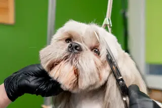 Hund får trimmet pels hos hundefrisør