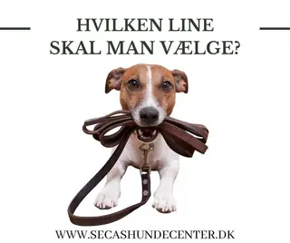 Hund med line i munden klar til gåtur