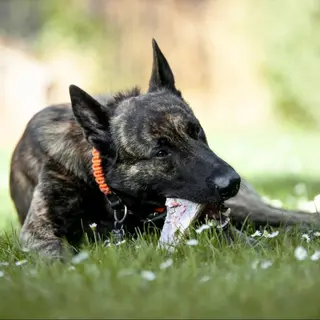 Hund tygger på et ben i græsset