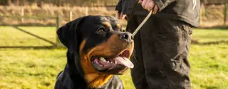 Rottweiler på gåtur med ejer i solskin