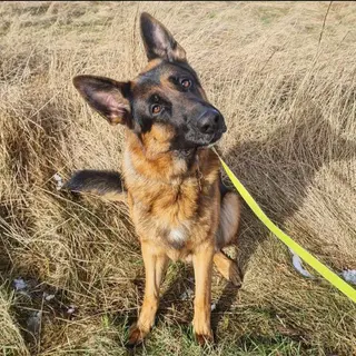 Schæferhund sidder på en mark med snor.