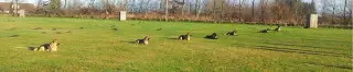 Schæferhunde træner udendørs på græsplæne