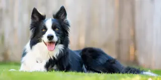 Sort og hvid hund ligger på græsset