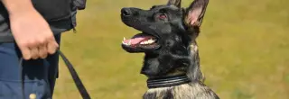 Trænet schæferhund ser op på sin fører