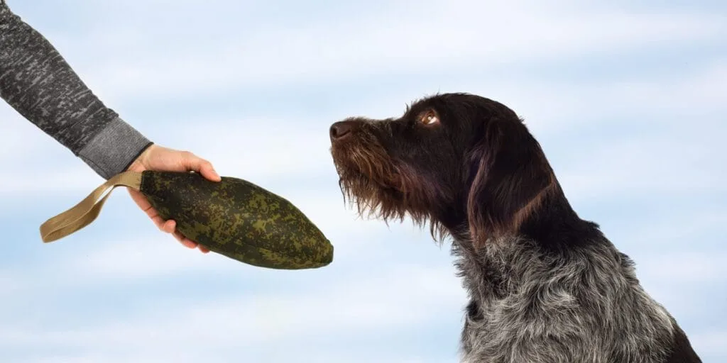 Hund ser på menneske med træningsdummy