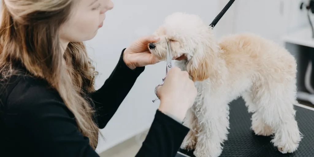 Hund bliver trimmet hos professionel hundefrisør
