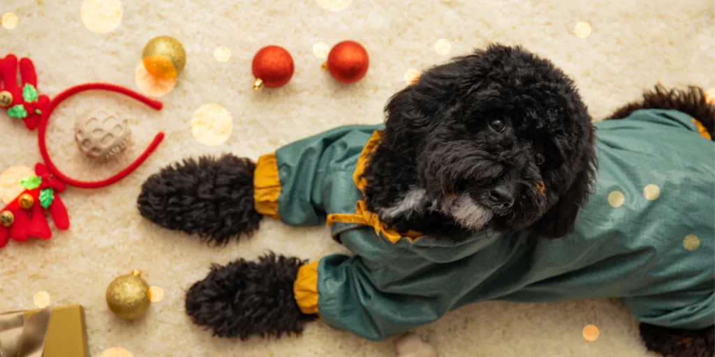 Sort krøllet hund i julepyjamas blandt julepynt