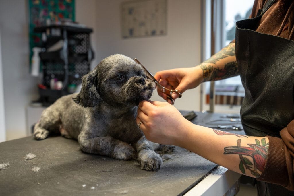 Hund bliver klippet af hundefrisør hos Seca's Hundecenter i Hirtshals