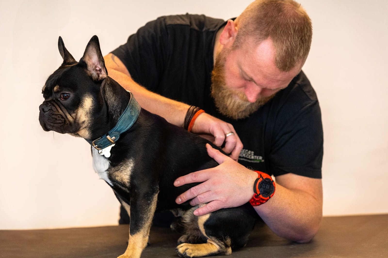 fransk bulldog får hundemassage hos seca's hundecenter