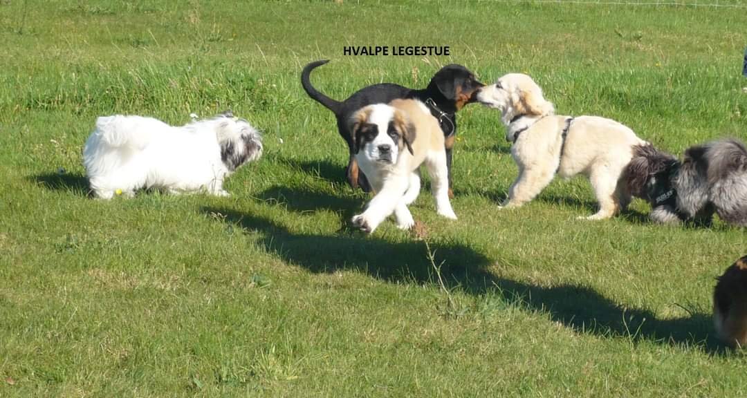 Hvalpe leger på grøn græsplæne i solskin